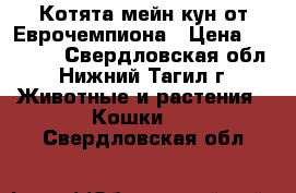 Котята мейн кун от Еврочемпиона › Цена ­ 18 000 - Свердловская обл., Нижний Тагил г. Животные и растения » Кошки   . Свердловская обл.